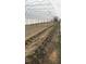 Interior of greenhouse with rows of young plants growing in the soil at 97 Bailey Rd, Coats, NC 27521