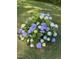 Beautiful large hydrangea bush with purple and white flowers in a green yard at 53 Azul Dr, Clayton, NC 27520