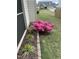Lush pink flowers in a landscaped garden bed with mulch and a stone border at 53 Azul Dr, Clayton, NC 27520