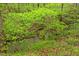 Picturesque creek surrounded by lush greenery, offering a serene natural setting in the backyard at 1332 Stallings Rd, Chapel Hill, NC 27516
