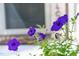 Closeup of purple flowers growing on the home's front porch at 1332 Stallings Rd, Chapel Hill, NC 27516
