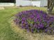 Lush purple flower bed in a well-maintained yard at 2886 Steven'S Chapel Rd, Smithfield, NC 27577