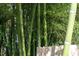 Close-up of bamboo stalks with a privacy fence in the background, adding a natural touch at 3332 Apache Dr, Raleigh, NC 27609