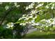 Up-close view of a dogwood tree in full bloom, showcasing its white blossoms at 3332 Apache Dr, Raleigh, NC 27609