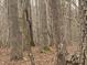 Tranquil wooded landscape with tall trees and fallen leaves, creating a serene natural environment at 4401 E L G Rd, Efland, NC 27243