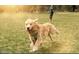 Dog park with lush green space, where your furry friends can romp and play freely at 817 Central Pk Dr, Raleigh, NC 27604