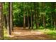 A tranquil path surrounded by tall, mature trees with lush green foliage creates a serene atmosphere at 200 Windy Knoll Cir, Chapel Hill, NC 27516