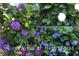 Lovely hydrangea bushes in shades of blue, purple, and white at 111 Fox View Pl, Cary, NC 27511