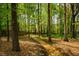 Picturesque backyard with mature trees, a small wooden bridge, and lush surroundings at 113 Glenmore Rd, Chapel Hill, NC 27516