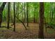 A view of the leafy, natural backyard of the property, with towering trees throughout the green space at 18 Green Ridge Ln, Pittsboro, NC 27312