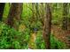 View of a creek surrounded by lush greenery and mature trees in the backyard at 18 Green Ridge Ln, Pittsboro, NC 27312