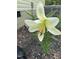 Close up shot of a white lilly at 20 Izuba Day Dr, Timberlake, NC 27583