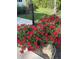 Beautiful landscaping with red roses and decorative rock at 20 Izuba Day Dr, Timberlake, NC 27583