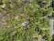 An aerial view shows the home nestled within a verdant forest setting at 3508 Cole Mill Rd, Durham, NC 27712