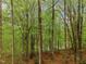 Lush, green backyard offers a tranquil retreat with mature trees and natural surroundings at 3900 Maplefield Dr, Raleigh, NC 27613