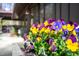 Exterior shot of purple and yellow flowers at 518 Morgan Creek Rd, Chapel Hill, NC 27517