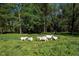 Pastoral setting features a herd of goats grazing peacefully in a lush green pasture at 9026 Privette Hill Ln, Spring Hope, NC 27882