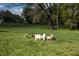 Open grassy pasture with goats and mature trees at 9026 Privette Hill Ln, Spring Hope, NC 27882