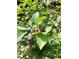 Close-up of a lush blueberry bush, heavy with ripening berries and vibrant green leaves at 5212 Theys Rd, Raleigh, NC 27606