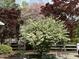 Serene backyard with mature flowering trees, wooden fence, and patio area at 5212 Theys Rd, Raleigh, NC 27606