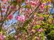 Close-up of a flowering tree with delicate pink blossoms at 1008 Maduro Ct, Zebulon, NC 27597