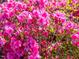 Up-close view of vibrant pink azalea blossoms in full bloom at 1008 Maduro Ct, Zebulon, NC 27597