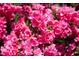 A close-up of a beautiful azalea bush full of vibrant pink flowers, adding a splash of color to the landscape at 1109 Huntington Ave, Durham, NC 27707