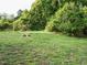 Large grassy backyard with a tree stump, surrounded by lush greenery and mature trees, perfect for outdoor enjoyment at 1116 Holburn Pl, Raleigh, NC 27610