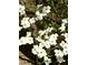 Close up of a dogwood tree with white flowers in full bloom at 1425 Bascomb Dr, Raleigh, NC 27614