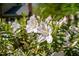 Up-close picture of white flowers with lush, green leaves at 2221 Dungiven Ct, Garner, NC 27529
