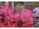 Up-close view of vibrant pink azalea blossoms in a garden setting at 2221 Dungiven Ct, Garner, NC 27529