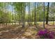 Wooded backyard with purple flowers at 44 S Wilders Ridge Way, Clayton, NC 27527