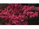 Eye-catching brick home exterior accentuated by a vibrant azalea bush filled with bright pink blossoms at 505 Forest Road Rd, Oxford, NC 27565