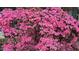 A vibrant close-up of a blooming pink flower bush, adding natural beauty and color to the property's landscape at 505 Forest Road Rd, Oxford, NC 27565