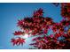 Close-up of a vibrant maple tree with striking red leaves against a clear blue sky at 926 Allister Rd, Durham, NC 27703