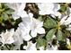 Close-up of vibrant white azaleas in full bloom, adding a pop of color and beauty to the landscape at 901 Clifford Dr, Durham, NC 27704