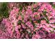 Close-up of vibrant pink azaleas in full bloom, adding a pop of color and beauty to the landscape at 901 Clifford Dr, Durham, NC 27704