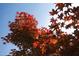 Picture of an attractive yard featuring a beautiful red tree at 901 Clifford Dr, Durham, NC 27704