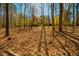 View of the backyard, which is a wooded area with trees and leafy groundcover at 213 Huntington Dr, Chapel Hill, NC 27514