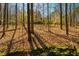 View of the backyard, which is a wooded area with trees and leafy groundcover at 213 Huntington Dr, Chapel Hill, NC 27514