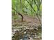 Scenic view of a tranquil creek flowing through a wooded area with lush green foliage at 2281 Lamont Norwood, Pittsboro, NC 27312