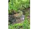 Beautiful shot of a clear, shallow creek running through a lush green forest landscape at 2281 Lamont Norwood, Pittsboro, NC 27312
