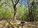 Tire swing hanging from a large tree in the lush backyard, perfect for outdoor fun and relaxation at 910 Old Orchard Rd, Chapel Hill, NC 27517