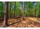 Beautiful wooded backyard featuring a leafy forest and mature trees at 910 Old Orchard Rd, Chapel Hill, NC 27517