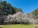 Yard with flowering trees and wooded area at 910 Old Orchard Rd, Chapel Hill, NC 27517