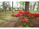 Charming front yard with lush greenery and vibrant red azalea bushes near the house at 505 E Graham St, Mebane, NC 27302