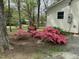 Bright pink azaleas are planted at the corner of the home next to a mature forest at 505 E Graham St, Mebane, NC 27302