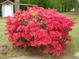 Bush in front yard with shed in the background at 136 Scramble Rd, Erwin, NC 28339