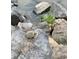 A turtle sitting on a rock near a lake, looking towards the water's edge at 512 N Waters Edge Dr, Durham, NC 27703