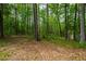 Wooded backyard area featuring lush trees and ground covered in fallen leaves at 3428 Hardwood Dr, Apex, NC 27539